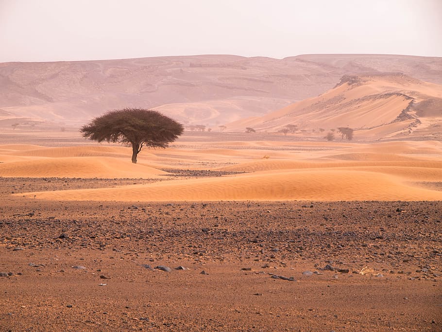 tree, desert, landscape, sand, scenics - nature, environment HD wallpaper