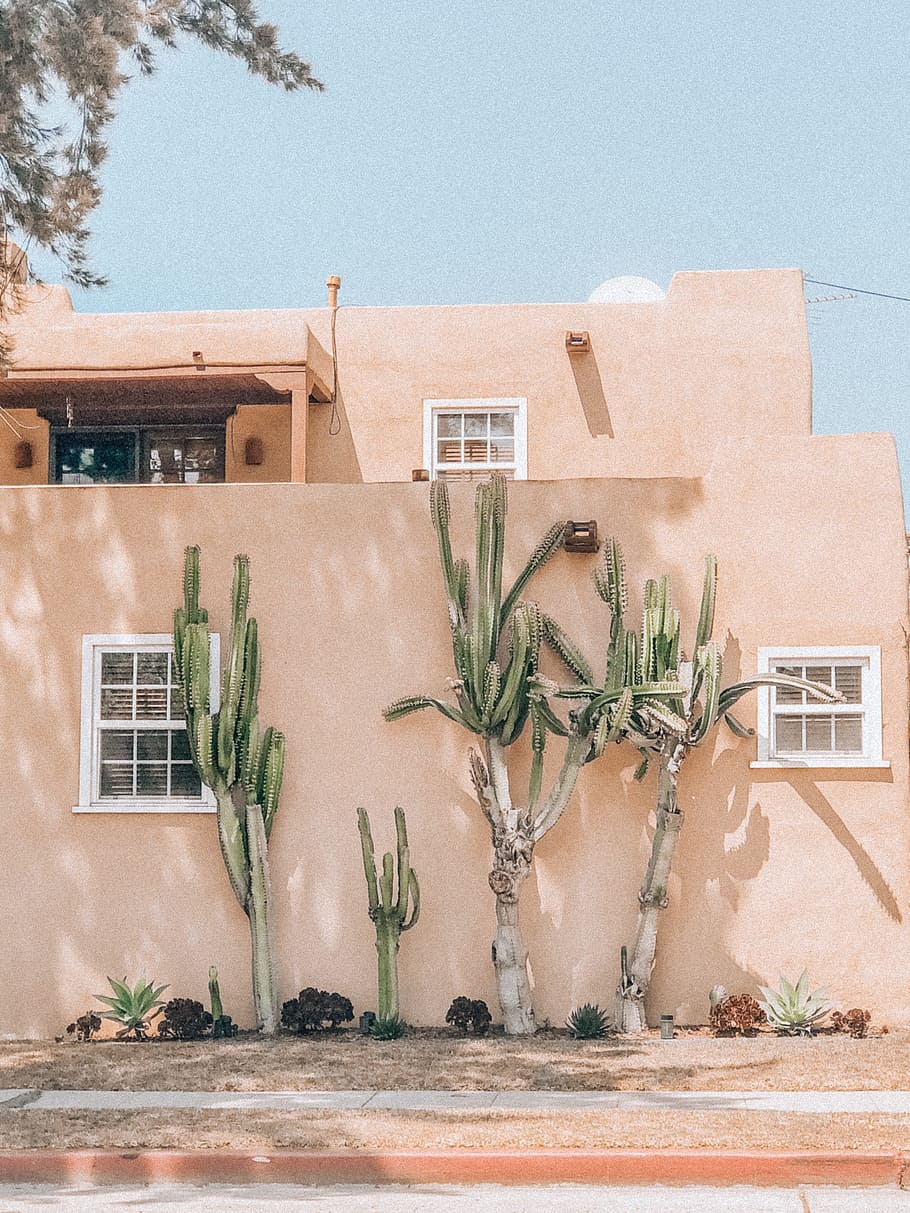 building, architecture, plant, cactus, pink, sunlight, shadow HD wallpaper
