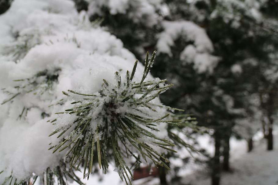 firs, snow, trees, nature, wintry, snow landscape, white, christmas time HD wallpaper