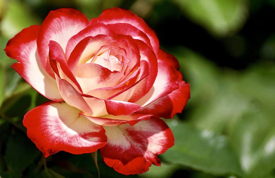 Red and White Carnation Flower, bloom, blooming, blossom, blur HD wallpaper