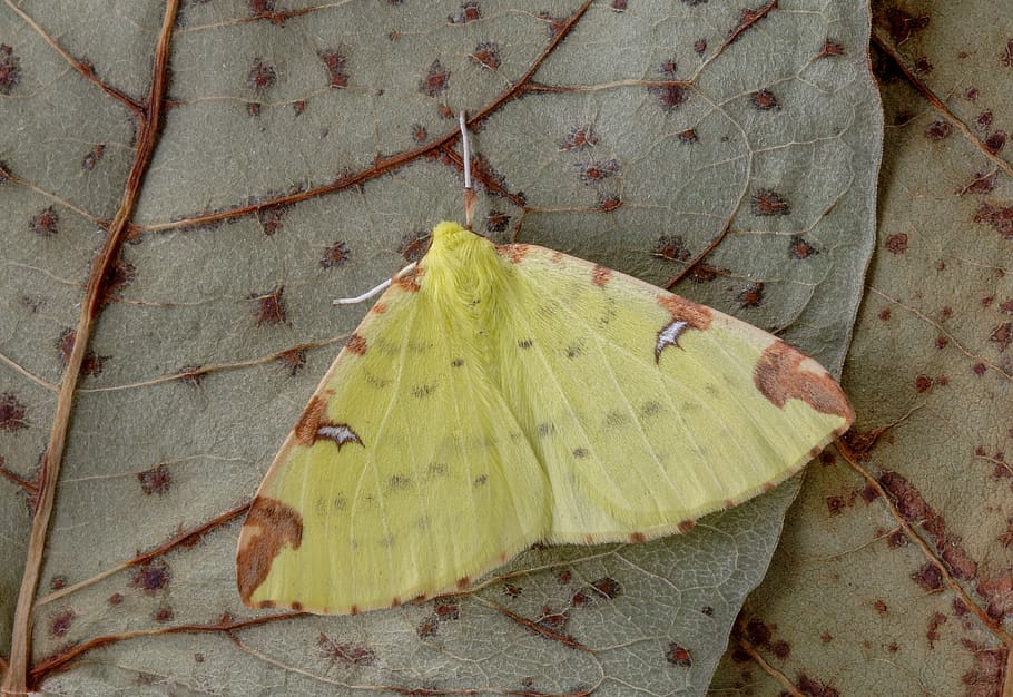 moth, brimstone-moth, wings, pattern, nature, insect, colorful HD wallpaper