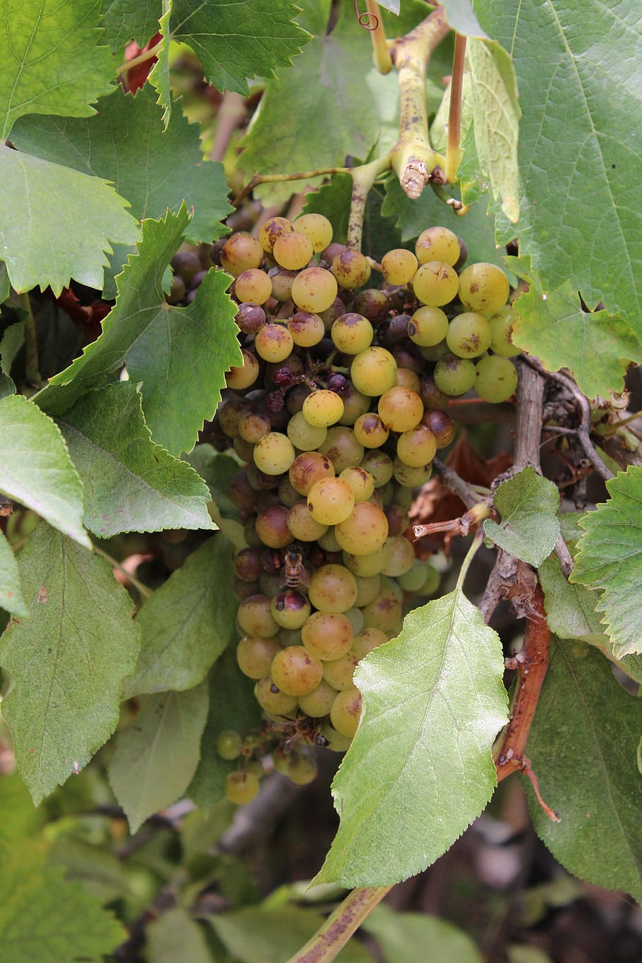 grape, field, landscape, nature, beautiful, summer, leaf, plant part HD wallpaper