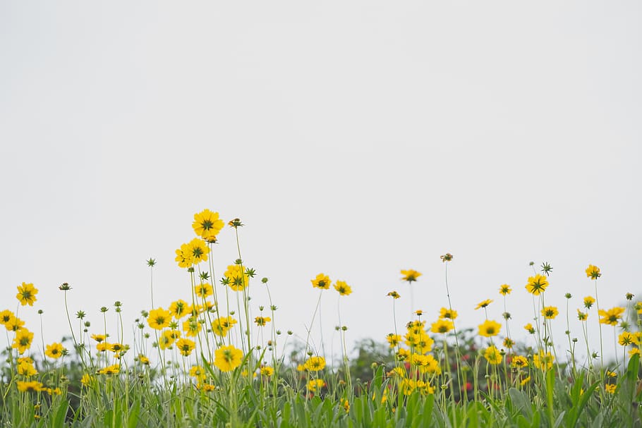 HD wallpaper: yellow flower field during daytime, nature, outdoors,  grassland | Wallpaper Flare