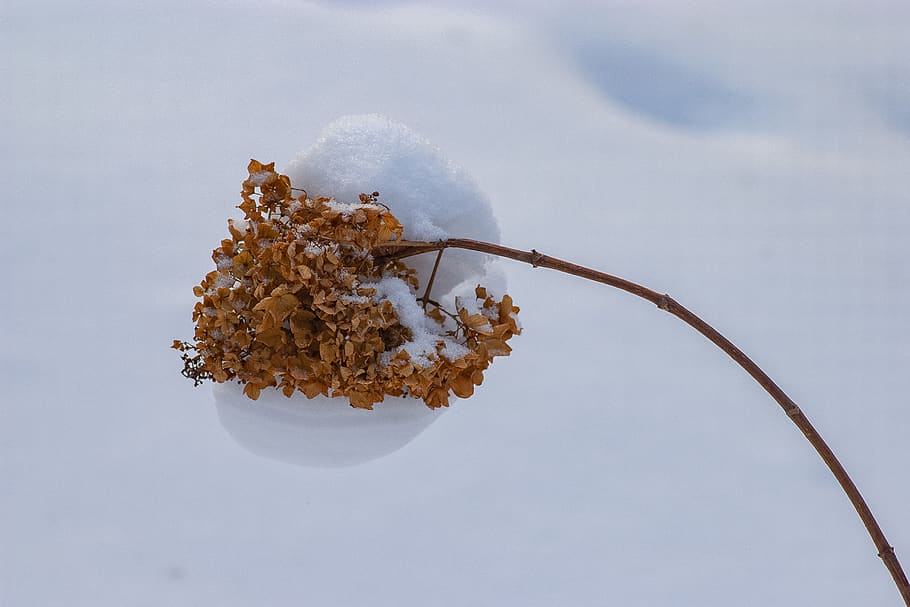 yellow-leafed plant, nature, outdoors, snow, ice, animal, invertebrate HD wallpaper