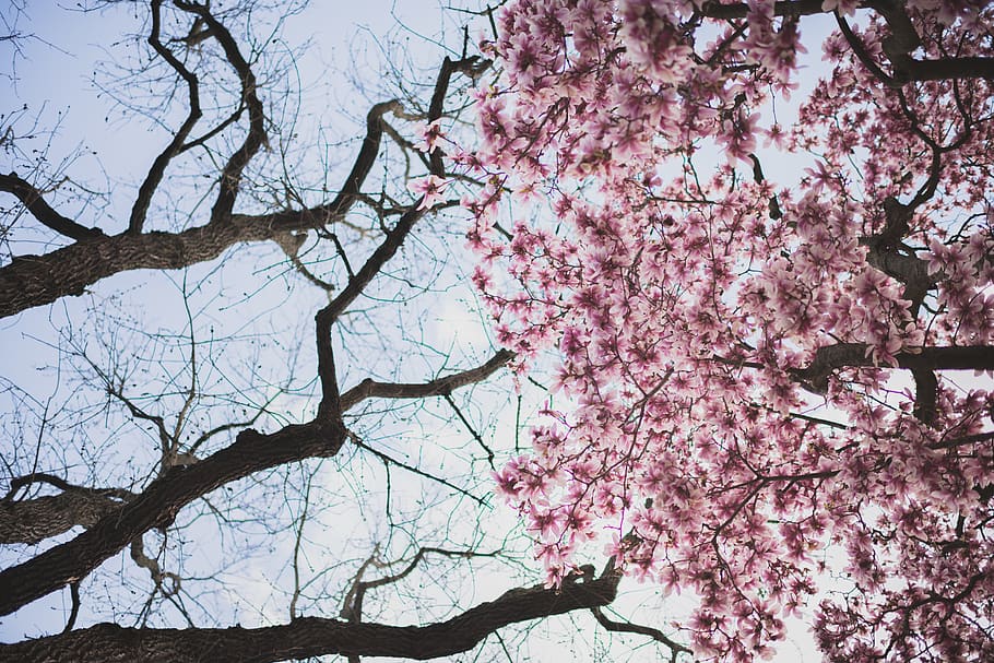 spring, forest, flowers, cherry, cherryblossom, travel, sky HD wallpaper