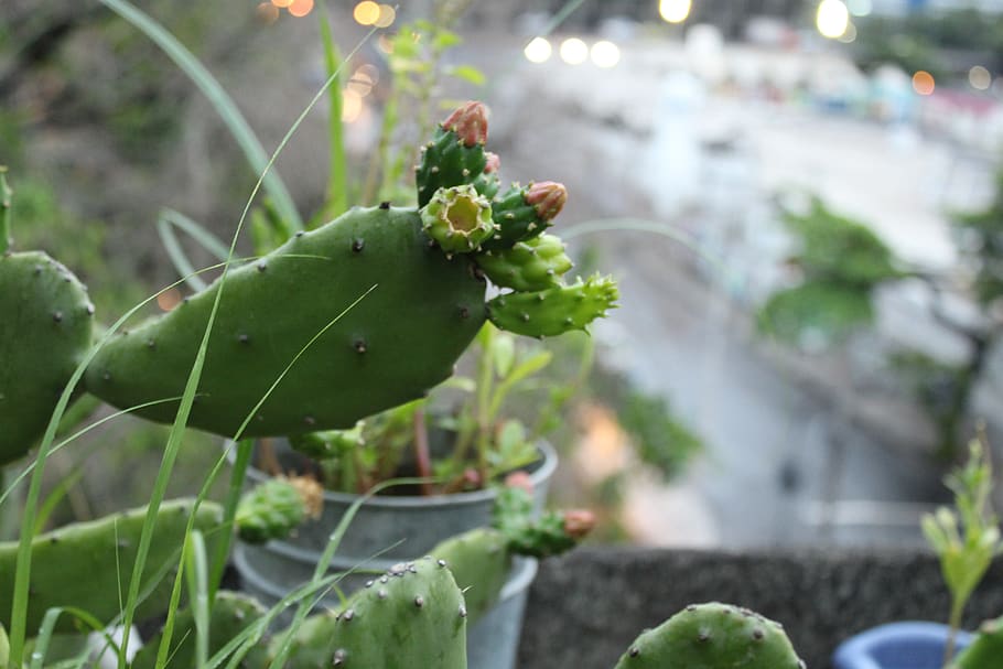 Cactus up. Cactus up close.