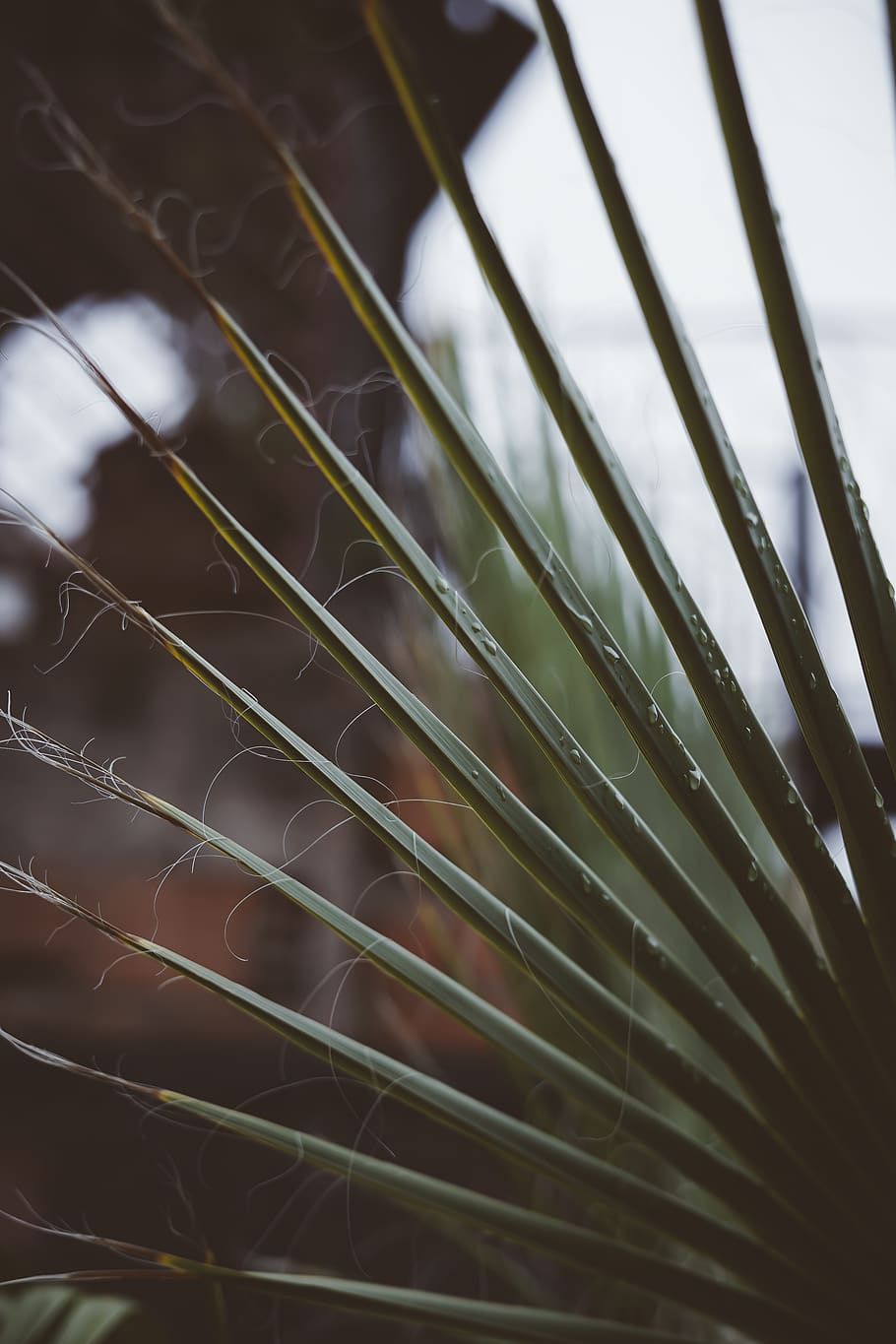 selective focus photography of green palm plant, marrakesh, morocco