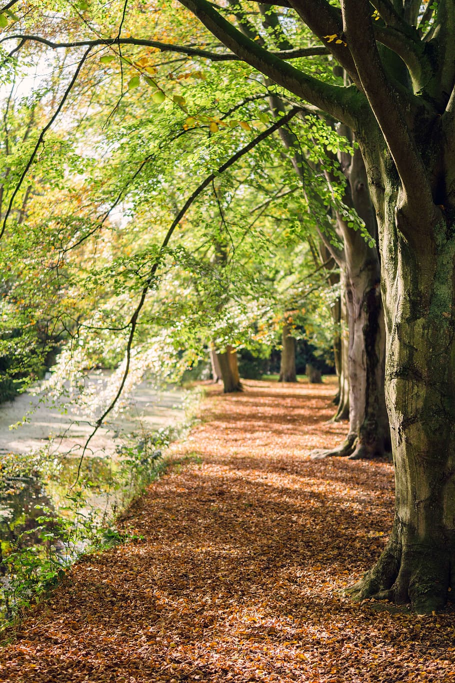 green leaf tree during daytime, plant, tree trunk, tranquility HD wallpaper