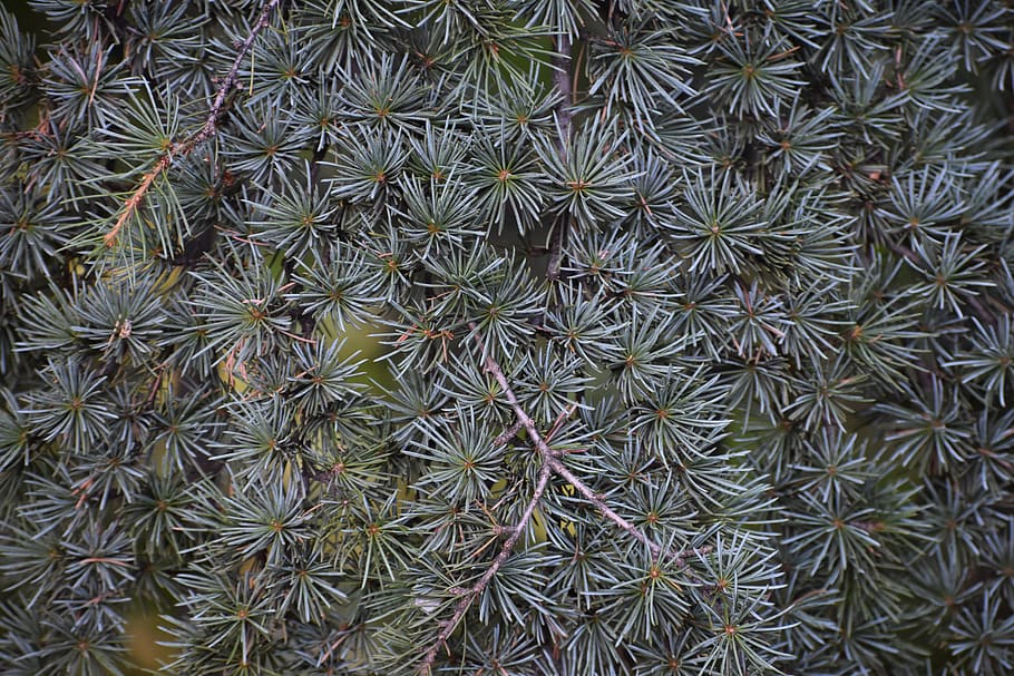 background, texture, design, surface, spruce, needles, tree HD wallpaper