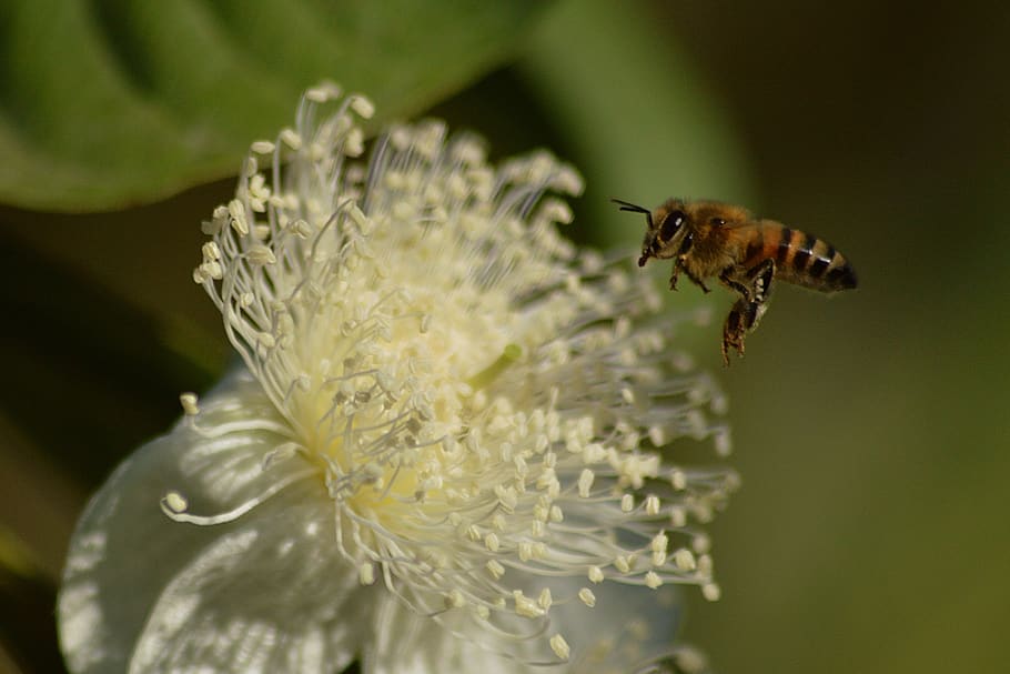 bee, pollen, insects, nectar, flower, garden, animals, spring HD wallpaper
