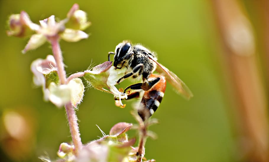 honeybee, apis, pollination, macro, insect, honey bee, animal themes HD wallpaper