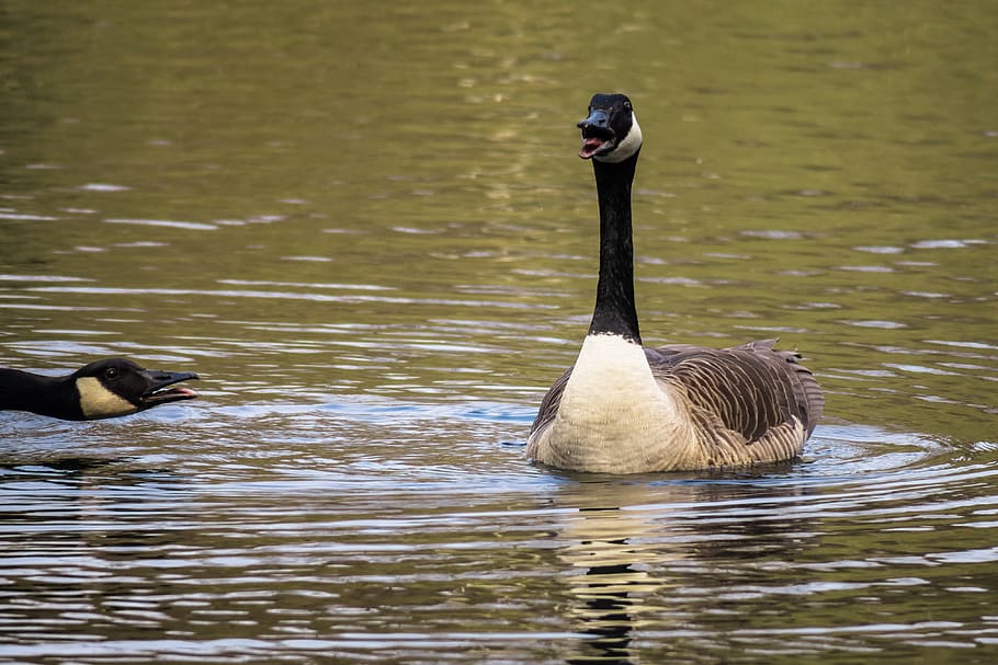 Canada goose hotsell zug quad