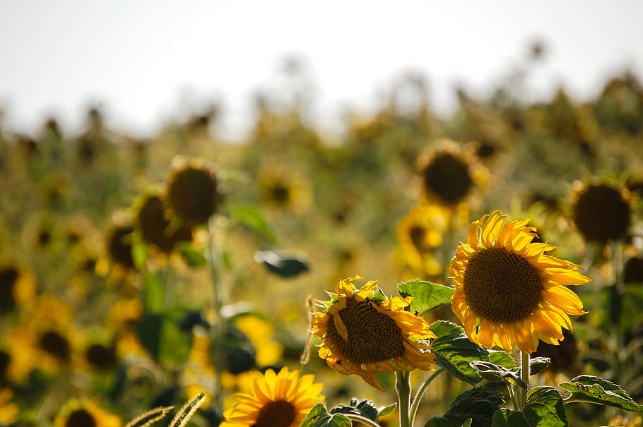 landscape, nature, fields, sun, sunflowers, flowering plant HD wallpaper