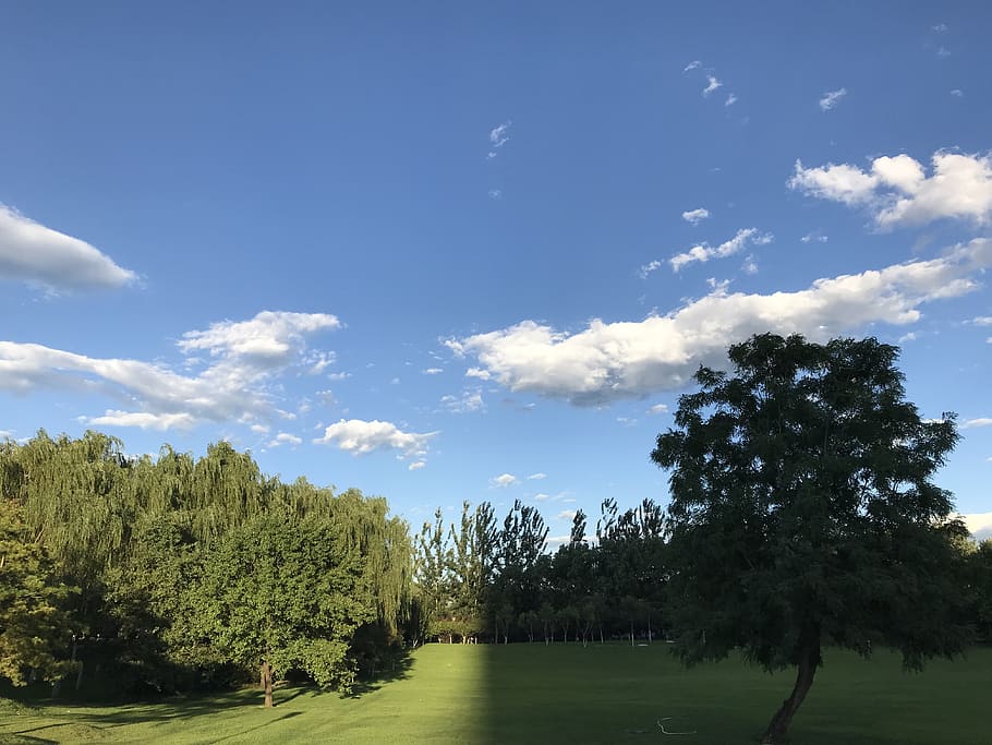 china, wangjing, tree, plant, sky, tranquility, beauty in nature HD wallpaper