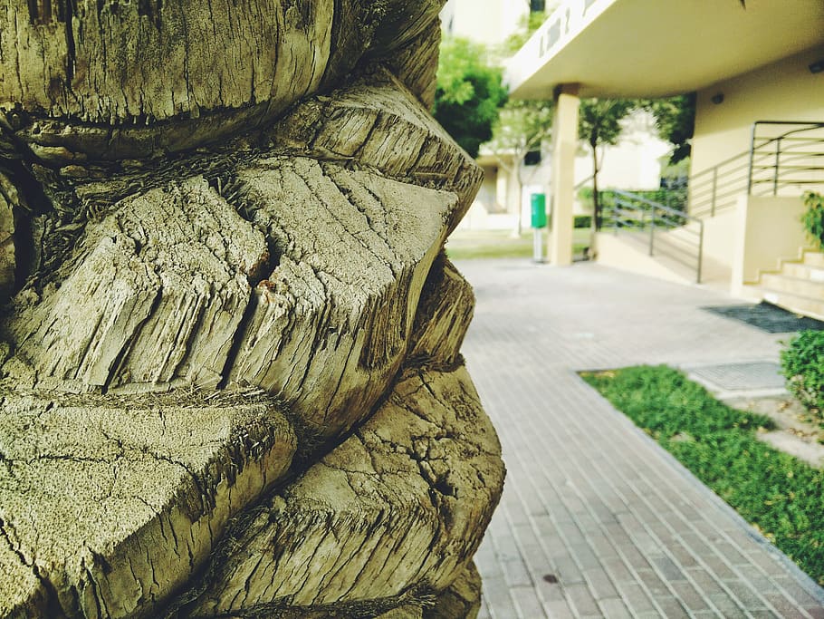 dubai, tree, trunk, nature, focus on foreground, close-up, architecture HD wallpaper