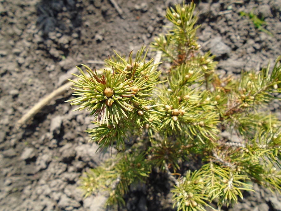 ukraine, nastashka, tree, spruce, closeup, young, spring, green HD wallpaper