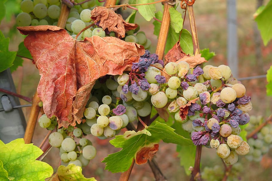 grape, drought, raisin, autumn, fruit, vine, plant, dry, leaf HD wallpaper