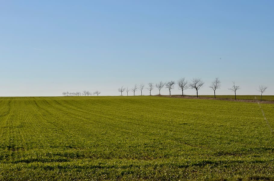 trees, arable, field, landscape, agriculture, rural, sky sun HD wallpaper