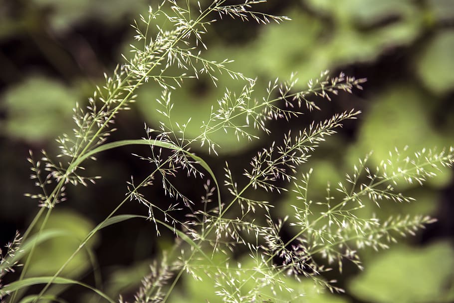 plant, no people, nature, growth, close-up, focus on foreground HD wallpaper
