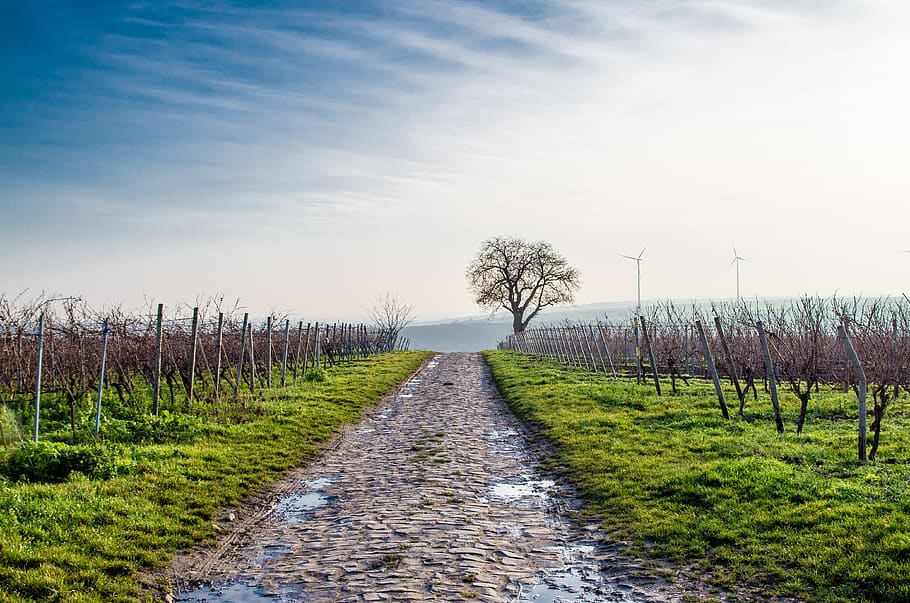 germany, nature, grass, green, windmills, winter, water, vineyards HD wallpaper