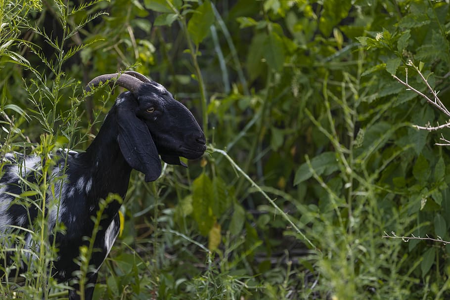 goat, animal themes, one animal, plant, animal wildlife, mammal HD wallpaper