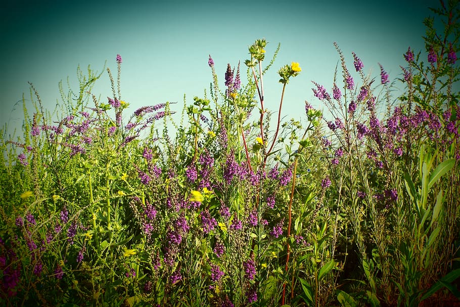 wild flowers, plant, flowering plant, growth, beauty in nature HD wallpaper