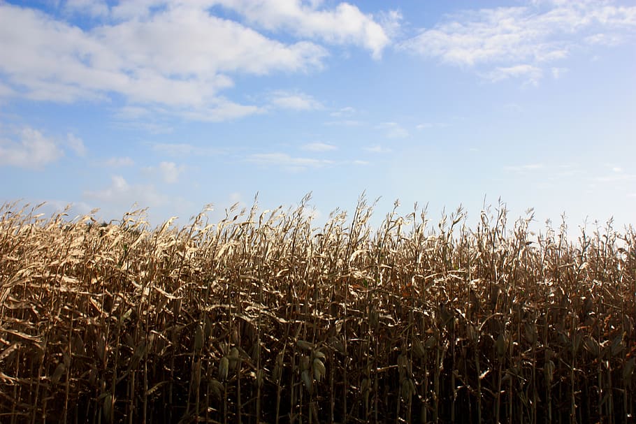 france, brittany, sky, field, cloud - sky, land, agriculture HD wallpaper