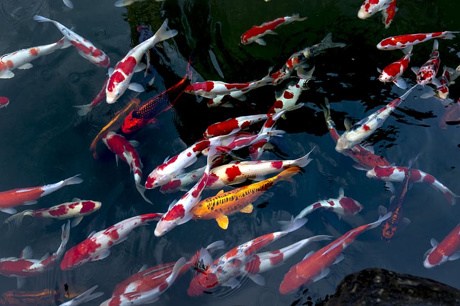Hd Wallpaper: School Of Koi Fish, Animals, Aquatic Animal, Pond, School Of  Fish | Wallpaper Flare