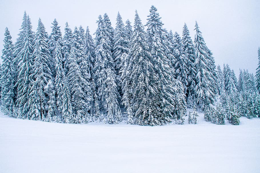 pine trees covered with snow, plant, abies, fir, nature, conifer, HD wallpaper