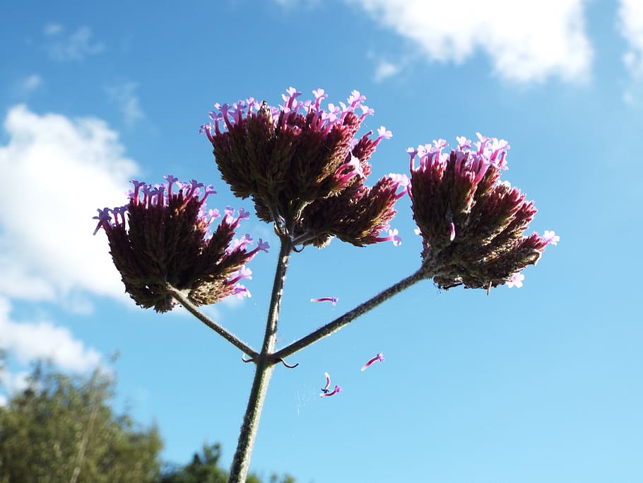 plant, sky, flower, flowering plant, growth, nature, fragility HD wallpaper