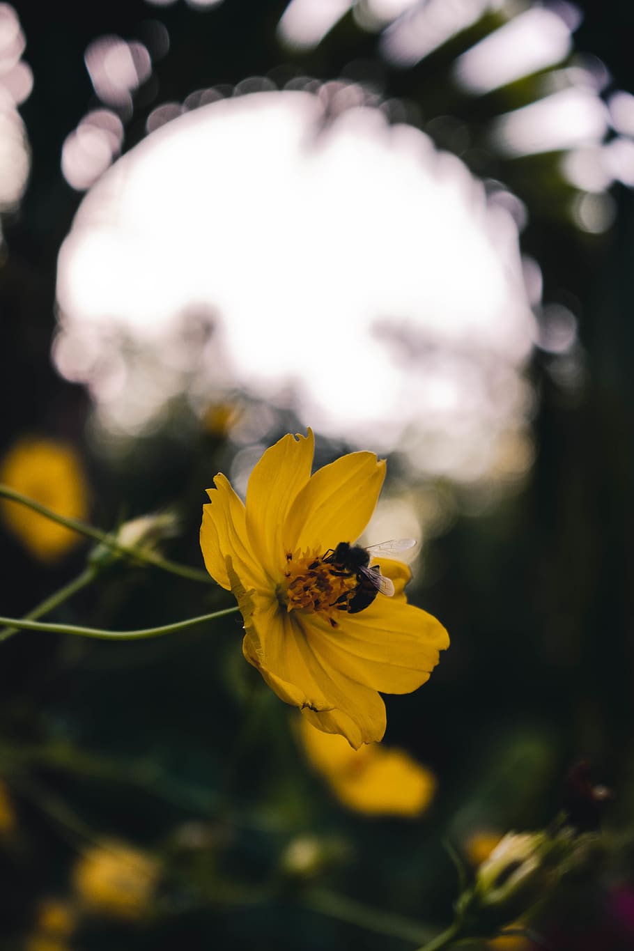 nature, flowers, bee, bees, forest, backyard, flowering plant HD wallpaper