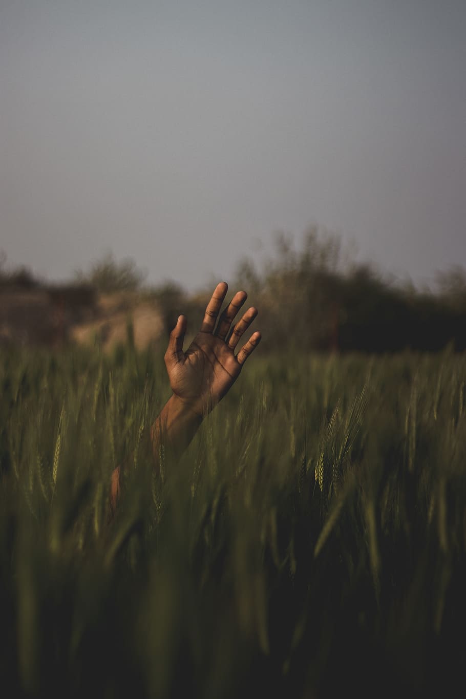 Person's Hand On Field, blur, dawn, evening, grass, grassland HD wallpaper