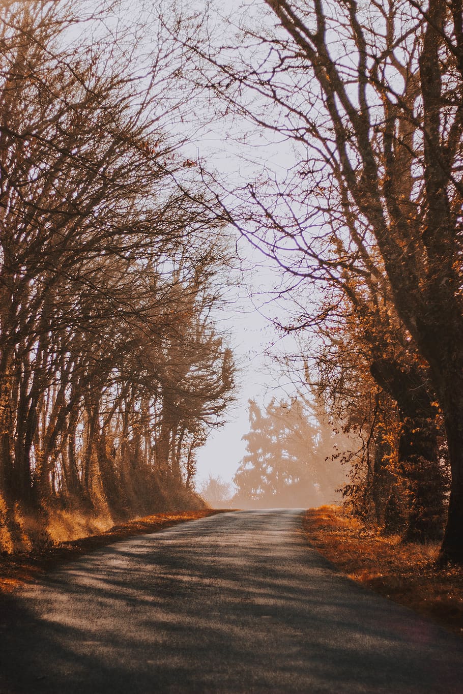 bare trees during daytime, plant, nature, road, tree trunk, asphalt HD wallpaper