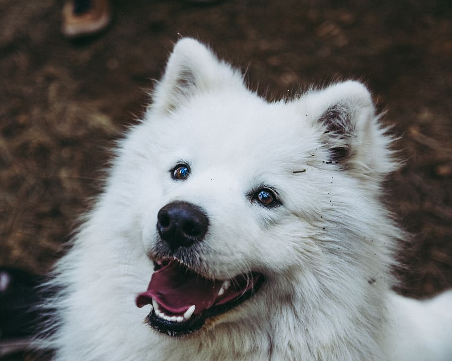 Portrait, animal, mammal, pet, dog, canine, eskimo dog, husky HD wallpaper