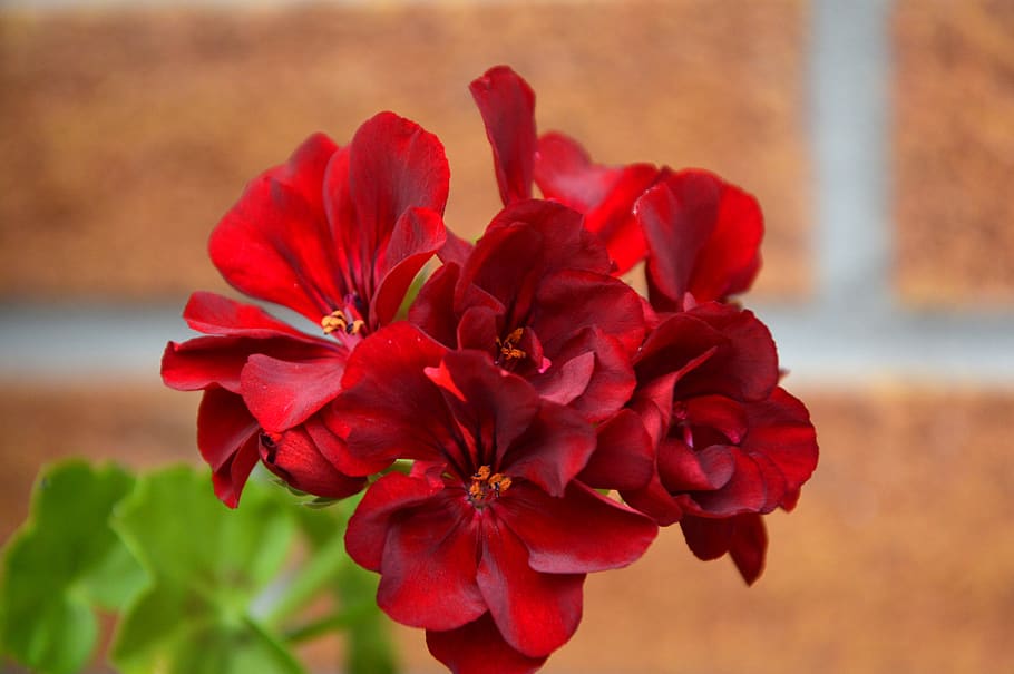 flowers, geranium, balcony plants, nature, summer, red, bloom, HD wallpaper