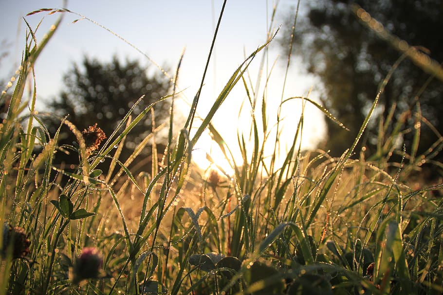grass, plant, growth, field, nature, land, selective focus HD wallpaper