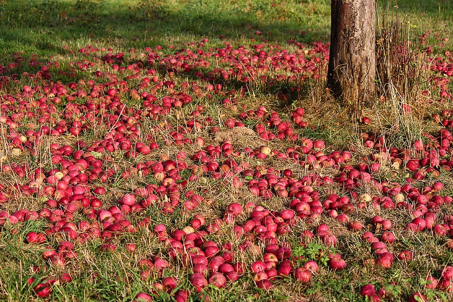 apple, orchard, fruit tree, apple tree, food, healthy, vitamins HD wallpaper
