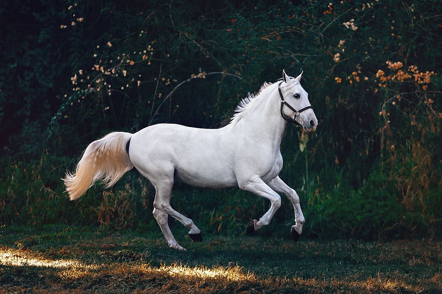 running white horse, mammal, animal, andalusian horse, colt horse, HD wallpaper