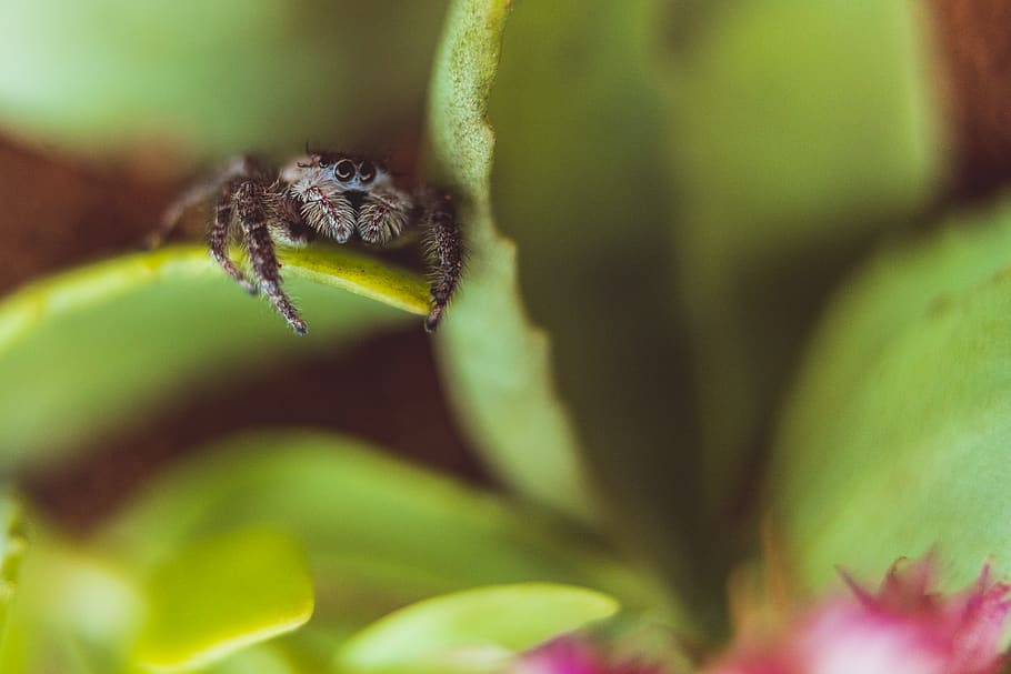 brown tarantula on green leaf, invertebrate, one animal, animal themes HD wallpaper
