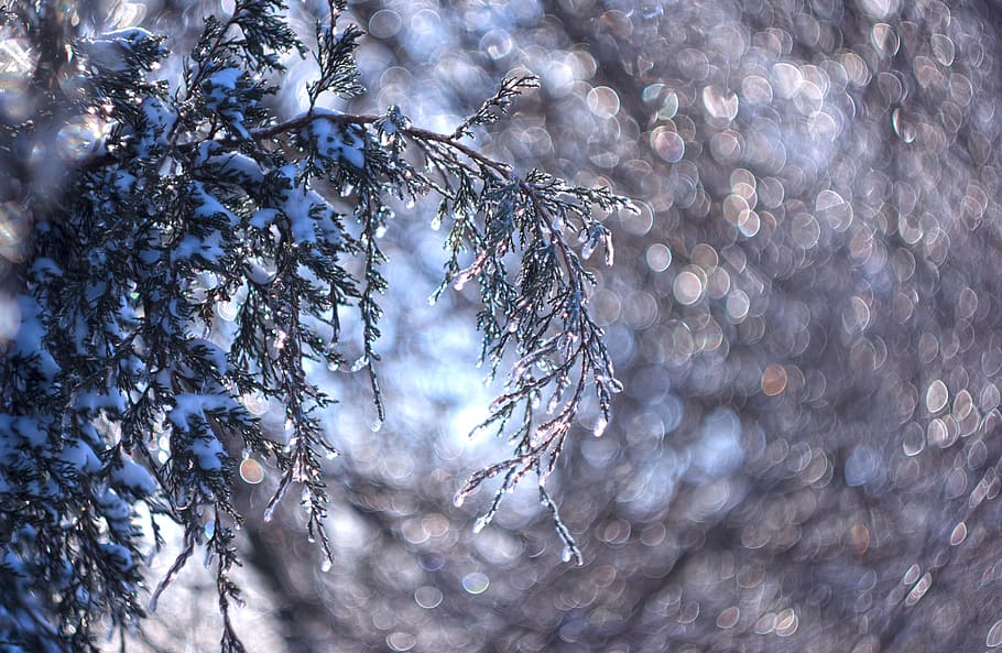 ice, icy, crystals, winter, cold, juniper, light, bokeh, drops HD wallpaper