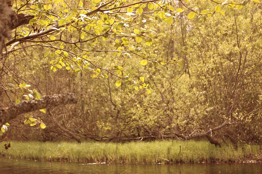 sweden, leaves, forest, tree, trees, leaf, outside, outdoors HD wallpaper