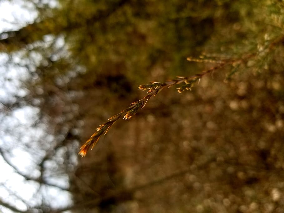 tree, branch, nature, plant, close-up, day, growth, focus on foreground HD wallpaper