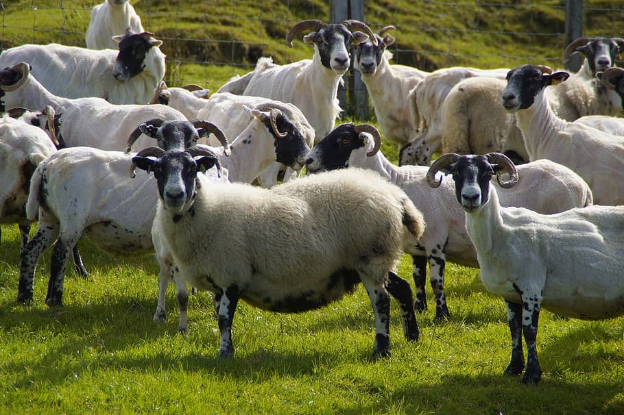 sheep, sheep farming, aries, scotland, schur, shearing, scot-, HD wallpaper