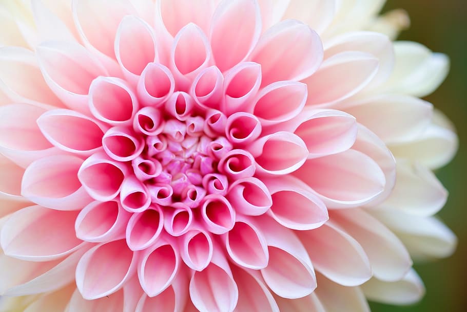 close-up photography of pink petaled flower, pattern, macro, dalium HD wallpaper
