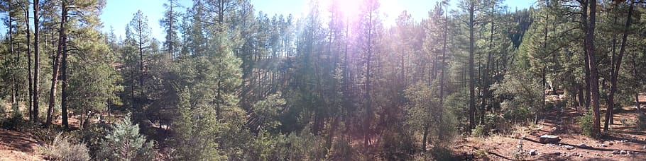 forest, god rays, sun, trees, plant, land, woodland, trunk HD wallpaper