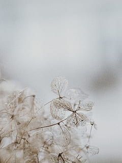white flower, outdoors, ice, nature, snow, frost, grass, plant HD wallpaper