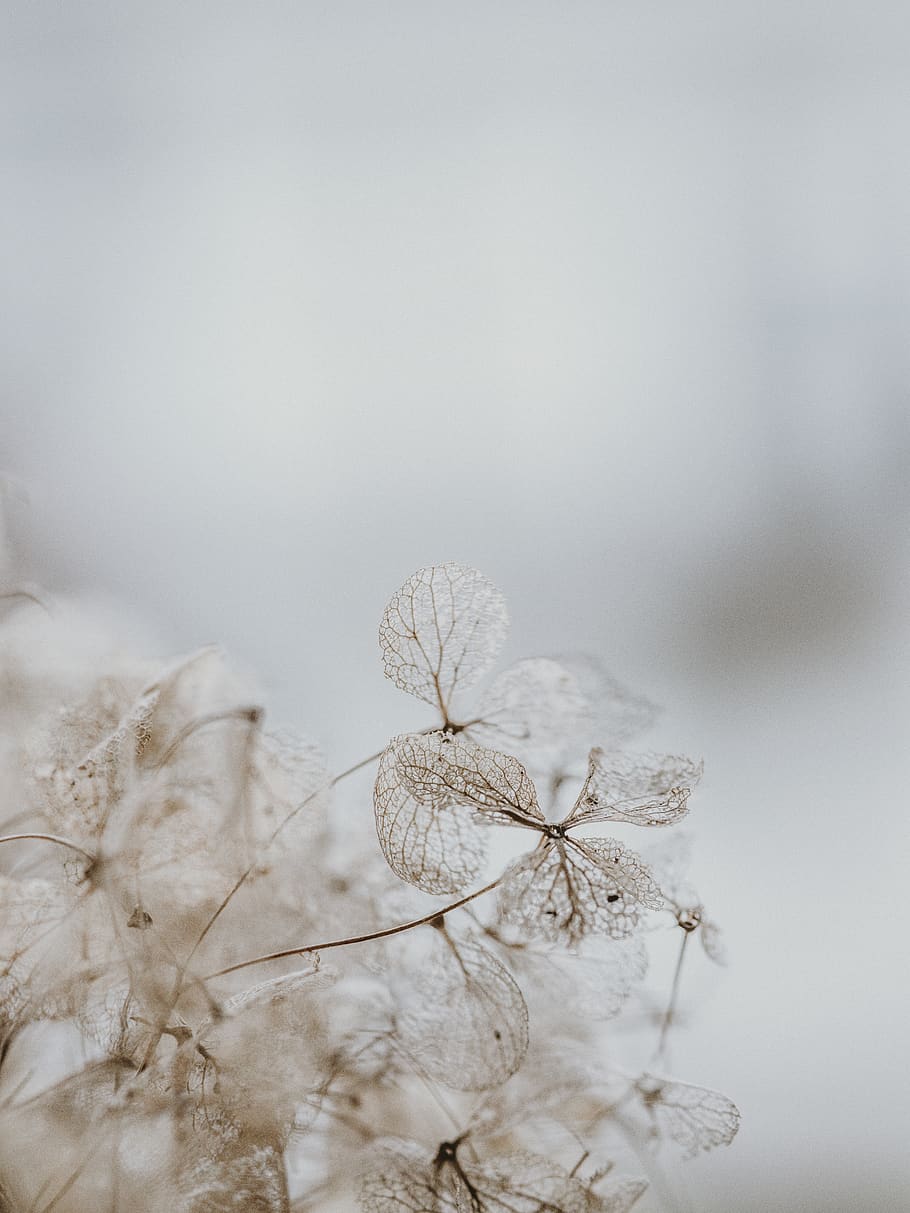 white flower, outdoors, ice, nature, snow, frost, grass, plant