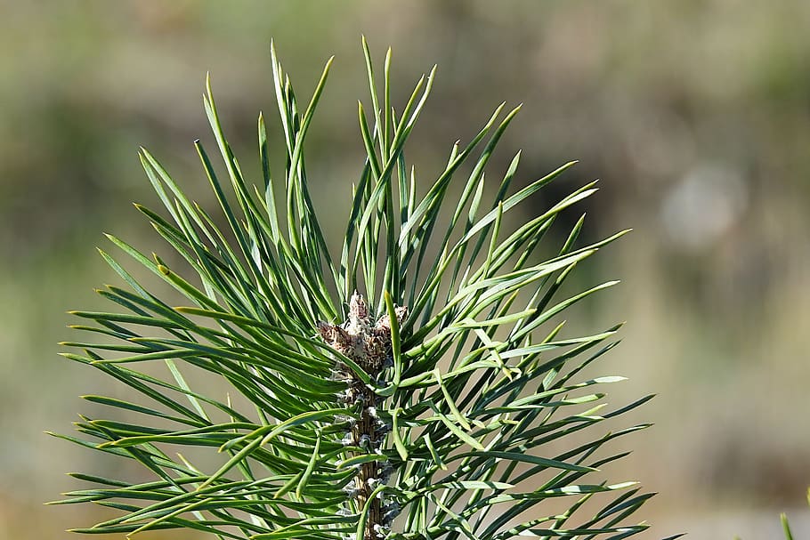 pine, pine needles, green, conifer, tree, branch, pine tree HD wallpaper