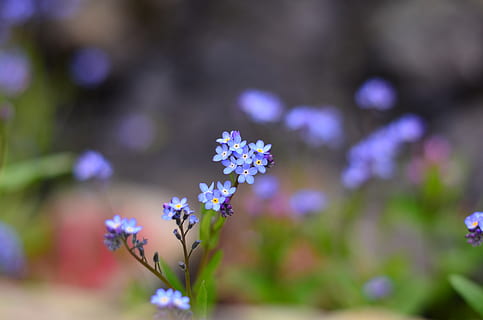 Selective Focus Photography of Purple Petaled Flower, beautiful HD wallpaper