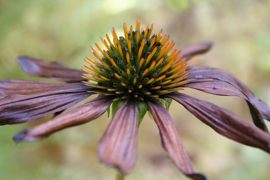 flower, nature, flowering plant, fragility, close-up, vulnerability HD wallpaper